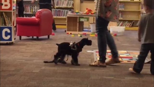 Miniature Schnauzer Goes To The Library!! 🥰