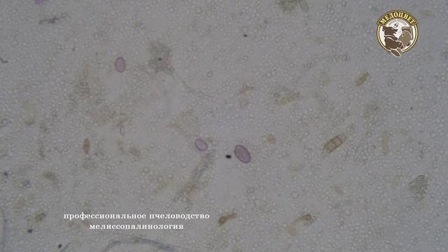 Падевый мёд Honeydew honey смотреть онлайн
