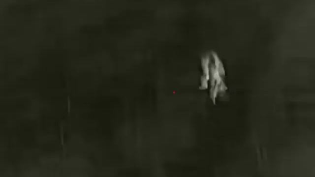 InfiRay SAIM SCP19W Thermal Riflescope Vs Fox #infiray #scp19w #fox #hunting