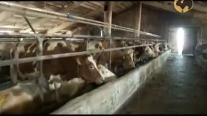 Симментальская порода коров.