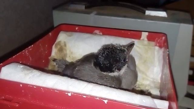 Птенец голубой сороки: Подрос смотреть онлайн