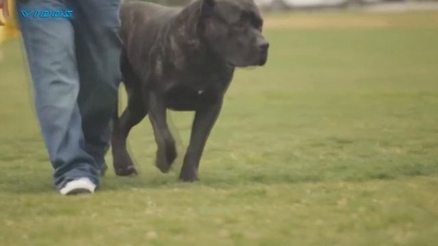 5 САМЫХ СМЕРТОНОСНЫХ ПОРОД СОБАК смотреть онлайн