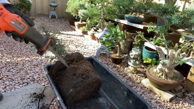 Bonsai - Jacaranda Tree / Redwood tree - Sequoia / Repotting / Create a bonsai / March 2020 смотреть онлайн