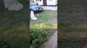 Ремонт поршневой трактора т 40