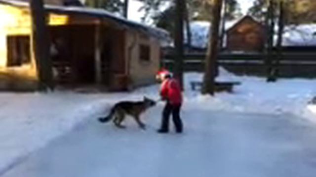 Щенок на льду