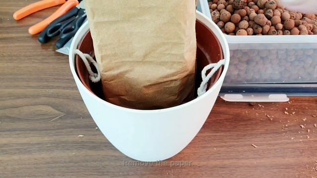 Pot up and Add a DIY Moss Pole | Monstera Adansonii Archipelago Ghost смотреть онлайн