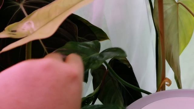 Houseplant Collection Tour - Spring 2021 - Philodendrons, Monsteras, Anthuriums, OH MY!! смотреть онлайн