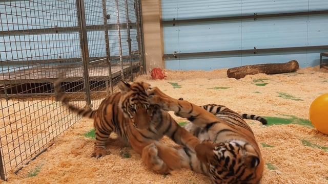Добро пожаловать в Тигроманию!
Мы начинаем!