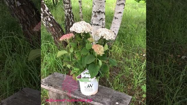 Гортензия древовидная BellaRagazza Blanchetta(Wee White) смотреть онлайн