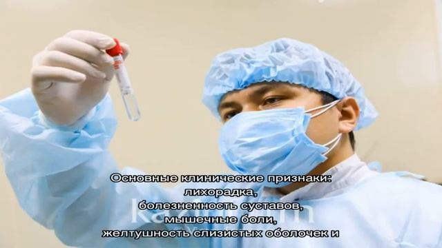 Маленькие переносчики опасных болезней смотреть онлайн