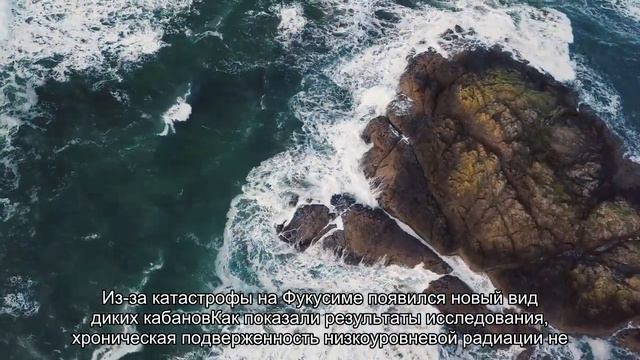 Жители Фукусимы могут вернуться домой. Об этом говорят ученые, изучившие местную фауну смотреть онлайн