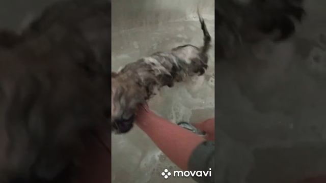 Как правильно купать щенка. Уход за Ши-тцу смотреть онлайн