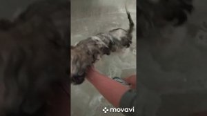 Как правильно купать щенка. Уход за Ши-тцу