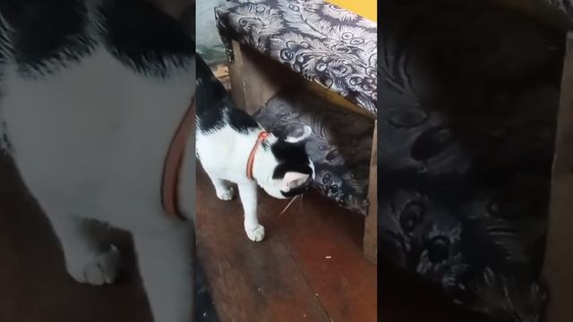 Игра в прятки. #cat #питомцы #милота #кот #дача смотреть онлайн