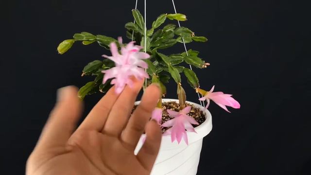 Schlumbergera exotica hybrid - ‘Chiba Poaru’ смотреть онлайн