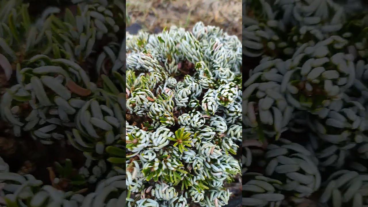 пихта айсбрейкер. результаты зимовки