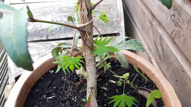 Succulents & houseplants outside - Tiny Tropical Garden 12 Season 3 смотреть онлайн