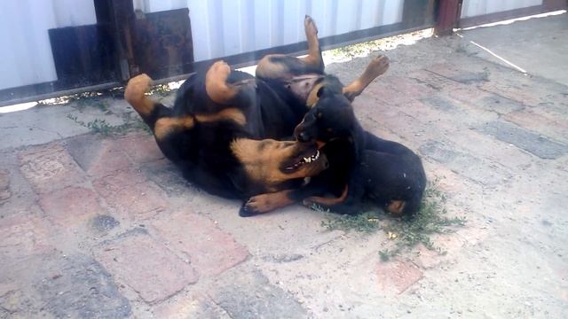 Ласковые Бои собачьи смотреть онлайн