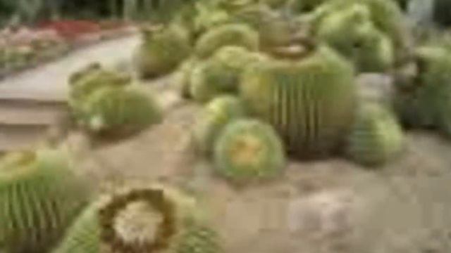 Кактусы Cacti Ботанический сад в Ллорет-де-Мар смотреть онлайн
