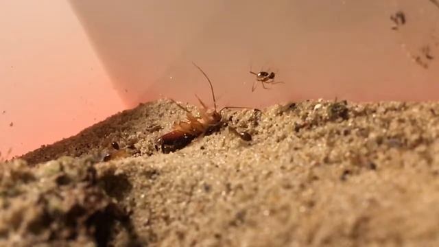 Муравьи против таракана Camponotus fellah Феллах Кампонотус смотреть онлайн
