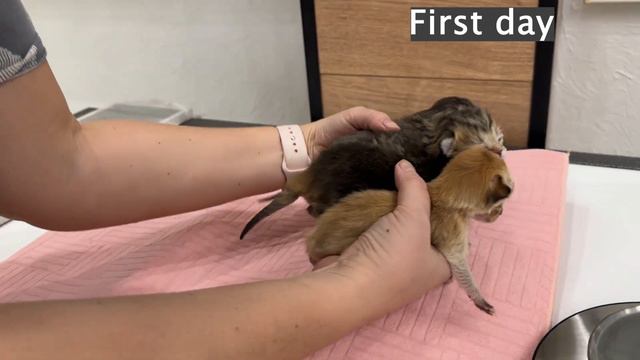 How kittens grew from 0 10 days Meowing babies and their mother cat смотреть онлайн