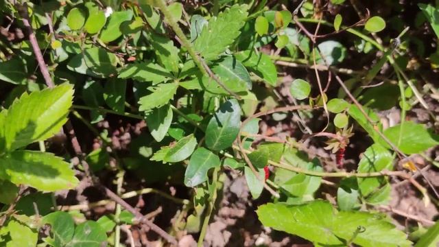 Земляника в Черном Лесу Германии 2022. Лесная Земляника в Мае. Erdbeeren im Schwarzwald смотреть онлайн