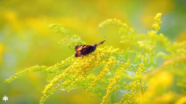 Весна, музыка для отдыха, цветы, релакс, антистресс смотреть онлайн