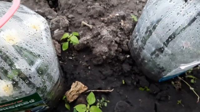 СБИРАЕМ ГРИБЫ - ОПЯТА ВОЗЛЕ ДОМА смотреть онлайн