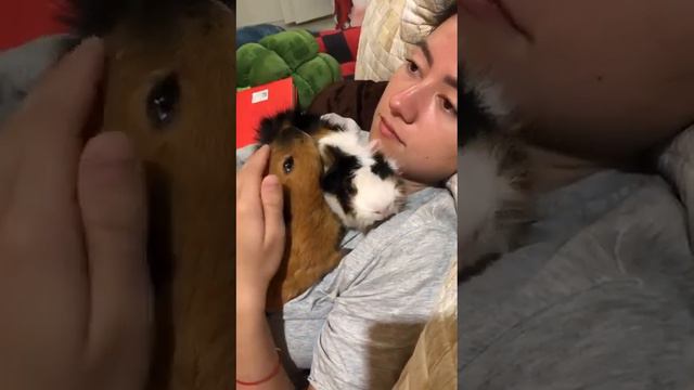 Эйс Вентура - зоо детектив! Ace Ventura - pet detective! смотреть онлайн