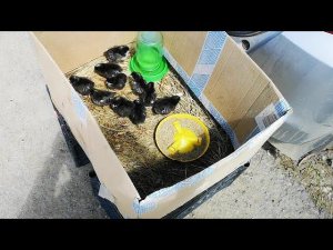 ЯРМАРКА продажа ПТИЦЫ как организовать ВЫЕЗДНУЮ ТОРГОВЛЮ
