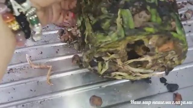 #Приводим_в_порядке_Орхидеи смотреть онлайн