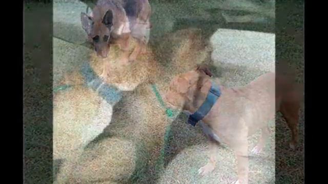 Брошенная в лесу овчарка доверилась женщине, и припрятала для нее сюрприз смотреть онлайн