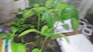 Как бороться с двухвостками, уховертки