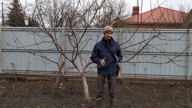 Простая Обрезка абрикоса весной (зимой). смотреть онлайн
