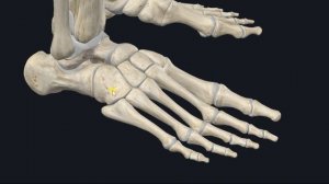 Таранно-пяточно-ладьевидный сустав (art. talocalcaneonavicularis) 3D Анатомия