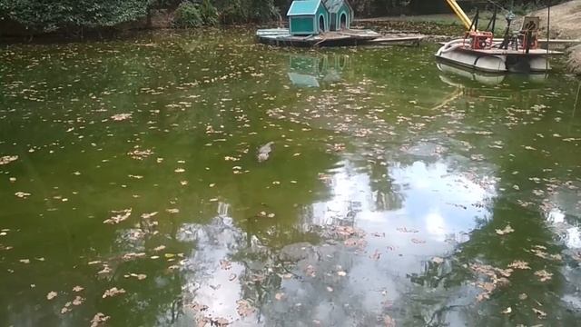 Сочи. Дендрарий. Необычные животные. смотреть онлайн