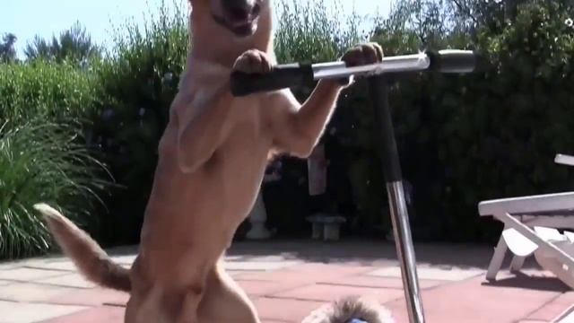 собака катается на самокате с котом (link on original in description) смотреть онлайн