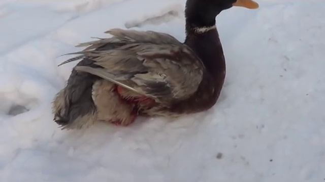 Нападение собак на ферму , несем убытки - Лпх Дом Велеса - жизнь за городом смотреть онлайн