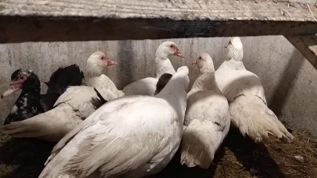 12 декабря 2020 г. Новый селезень на хозяйстве. Пополнение в индоутинной семье. смотреть онлайн