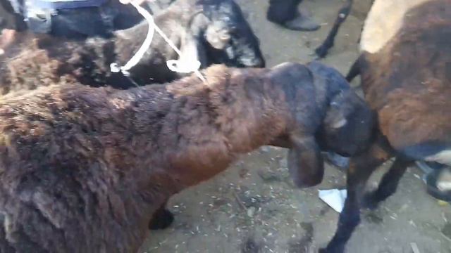 Мол бозор пайшанбе смотреть онлайн