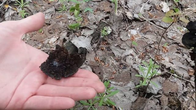 Первый масленок 2021 года! Искали маслята, а нашли полкорзины сморчков конических. смотреть онлайн