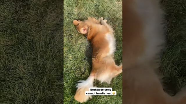 Tucker Shows Todd How to Swim смотреть онлайн