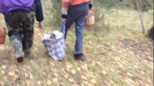 Заколдованный лес смотреть онлайн