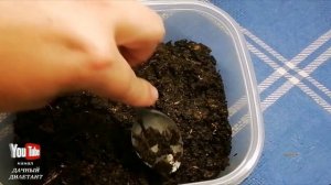 Венерина мухоловка. Выращивание из семян.