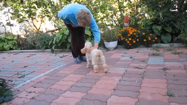 Пудель на МПП 13 09 13. все трюки смотреть онлайн