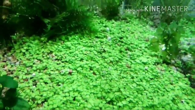 Креветочник с фитофильтром