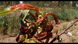 Как спасти персик и абрикос от опадания листвы и курчавости листьев .