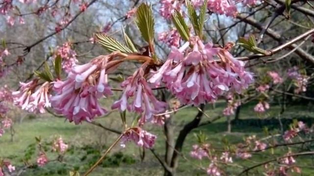 Kikeleti Bangita (Viburnum X Bodnantense 'Dawn') . Videó Képekben