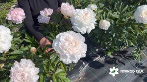 Сольвейг пион. Пулково сад