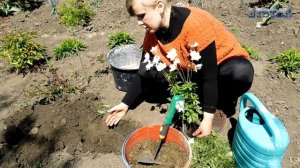 Анемона лесная посадка выращивание уход размножение. Как посадить анемону. Посадка анемоны.